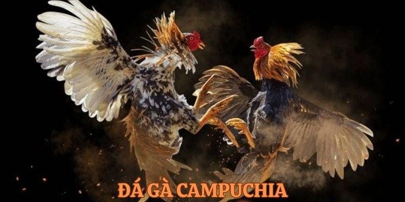 Đá Gà Campuchia: Mang Đến Trải Nghiệm Mới Lạ Và Kịch Tích